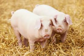 Image result for pig