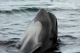 Taman laut bunaken merupakan destinasi wisata andalan manado, sulawesi utara dan merupakan salah satu taman laut terindah di dunia. Lumba Lumba Air Tawar Di Sungai Mahakam Tts