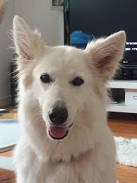 Sarah Millican: "I once wet myself in a car and then blamed it