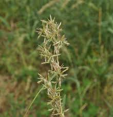 Image result for Cymbopogon caesius