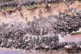 Haiwan bermaksud binatang yang dikelaskan dalam kumpulan mamalia, unggas, reptilia, amfibia dan serangga yang terdiri daripada pelbagai peringkat umur dan jantina tatacara pengurusan aset hidup haiwan. Blue Wildebeest Penerangan Habitat Dan Gaya Hidup Sifat 2021