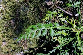 Image result for Asplenium theciferum