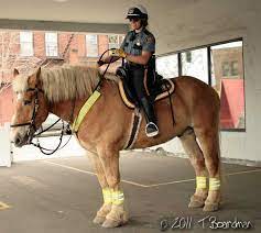 Pin On Police Horse Tack
