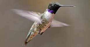The dark plumage of male magnificent hummingbirds is easily recognizable, as is the long, straight bill. Black Chinned Hummingbird Identification All About Birds Cornell Lab Of Ornithology
