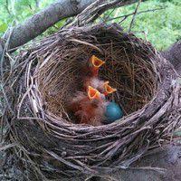 Jardin ou balcon, peu importe car ces arbustes prennent peu de place et donnent des fruits en abondance dès lors qu'on leur apporte les soins appropriés. Quels Arbustes A Baies Pour Les Oiseaux