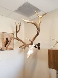 We did not find results for: European Elk Mount Ideas Hunt Talk