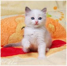 404 Not Found Ragdoll Kitten Baby Animals Cattery