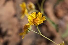 Image result for Guizotia scabra