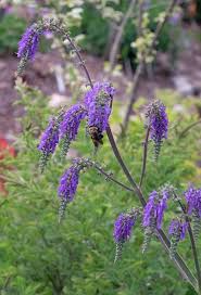 Image result for Salvia