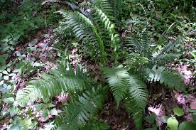 Image result for Diplazium humbertii