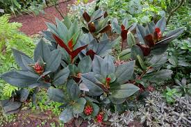 Image result for Costus subbiflorus