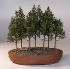 Called daisugi, it calls for one tree to be pruned like a bonsai so multiple offshoots can be harvested. Eastern White Cedar Bonsai Treeseven Tree Forest Group Chamecyparis Thoides Andelensis Little Jaime