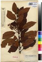 Image result for Maesa lanceolata