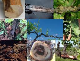 Image result for Pseudopeziza tracheiphila