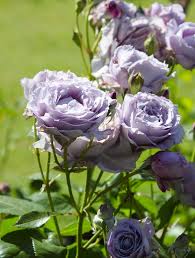 Poseidon Clean N Easy Floribunda Rose Beautiful Flowers Purple Roses Rose
