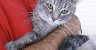 Black And Grey Tabby Kittens For Sale Pin On Grey Cats And Kittens