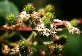 What are the names of vegetables in sanskrit and hindi quora. How Flowers Become Fruit Avas Flowers