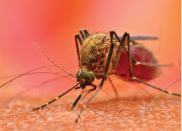 Maybe you would like to learn more about one of these? Mosquito Borne Chikungunya Virus Can Cause Long Term Arthritis The Rheumatologist