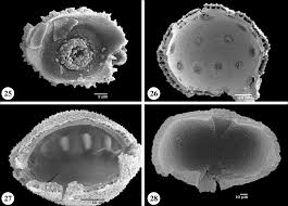 Image result for Hedythyrsus thamnoideus
