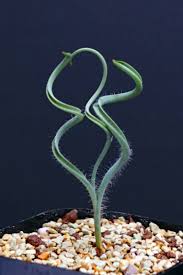 Image result for Dipcadi rigidifolium