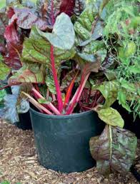 Chard can grow crowded, but leaves will be smaller. Cheap Gardening Containers Mother Earth News