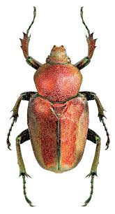 Hypocaccus Varians T Insects Beetles And Creatures Beetle Insect Weird Insects Insects