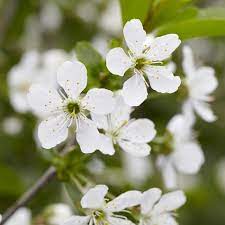 Traverse city, michigan is considered the cherry capital of. Montmorency Cherry Trees For Sale Fastgrowingtrees Com