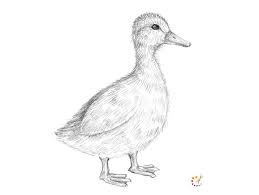 You will see that it is easy to do that using the method of gradual drawing. How To Draw A Cute Duck Archives How To Draw