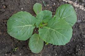 I had a bunch of corn seedlings the seedlings turned purple until new growth sprouted. Turn Over A New Broccoli Leaf Food Network Healthy Eats Recipes Ideas And Food News Food Network