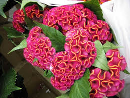 Image result for Celosia nervosa