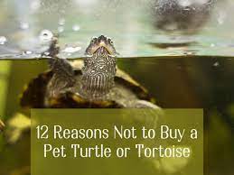 Sure musk turtles are small, but they don't have the overall friendly appeal of a reeves turtle. 12 Reasons Not To Buy A Pet Turtle Or Tortoise Pethelpful