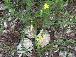 Image result for Menodora