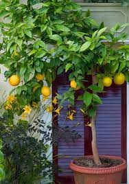 Limon ağacı hangi toprağı sever? Saksida Limon Agaci Yetistirme Ve Puf Noktalari Guzel Sozler 2021
