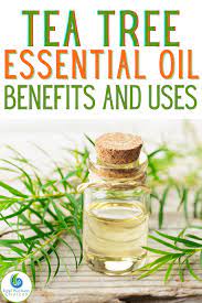 Tea Tree Essential Oil Uses And Benefits Tea Tree Essential Oil Benefits Tea Tree Oil Benefits Tea Tree Essential Oil