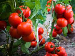 Check out this quick and easy way to tomato plants from cuttings of a bigger plant! How Far Apart Should Tomatoes Be Planted Hgtv