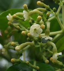 Image result for Rauvolfia vomitoria