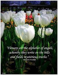 Explore our collection of motivational and famous quotes by authors you know and tulips quotes. 20 Flowers Inspirational Quotes Ideas Inspirational Quotes Quotes Flowers