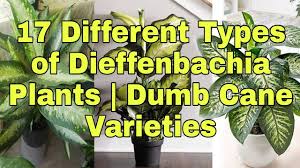 Dieffs tolerance of shade makes them a good plant to begin learning. Different Types Of Dieffenbachia Plants Dumb Cane Varieties Youtube