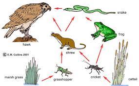 Food chains intertwine locally into a food web because most organisms consume more than one type of animal or plant. Lab Manual Exercise 10
