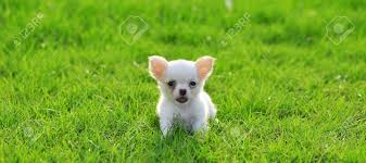 23.06.2019 · a chilier is a king charles cavalier mixed with a chihuahua. Chiwawa White Puppy On Grass Stock Photo Picture And Royalty Free Image Image 14398744