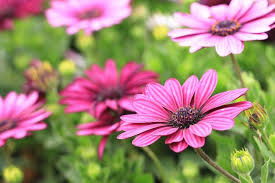Pin On Tous Les Fleures Vivaces Exterieurs