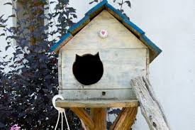 Kedi Evi Yapimi Hakkinda Bilmeniz Gerekenler Zingat Blog