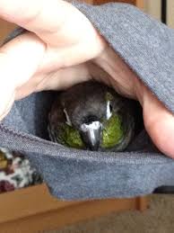 Our Green Cheek Conure Exploring My Sleeve Goruntuler Ile