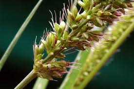 Image result for Setaria viridis