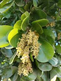 Image result for Terminalia sambesiaca