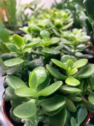 Image result for Crassula vaginata