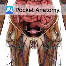 Image result for uterus