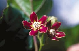 Image result for Acrotome thorncroftii