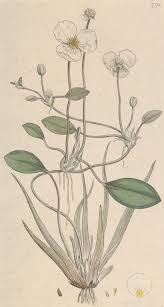 Image result for Alismataceae