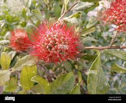 Image result for Combretum stocksii